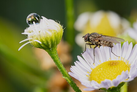 Gänseblümchen mit Besuch
